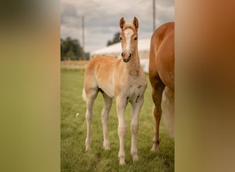 Haflinger, Yegua, 6 años, 153 cm, Palomino