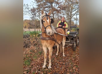 Haflinger, Yegua, 6 años, 154 cm, Alazán