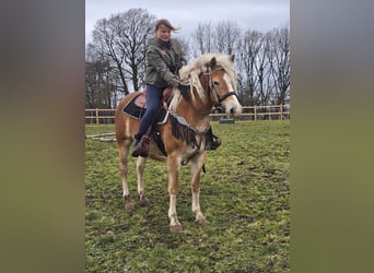 Haflinger, Yegua, 6 años, 155 cm, Alazán