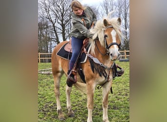 Haflinger, Yegua, 6 años, 155 cm, Alazán