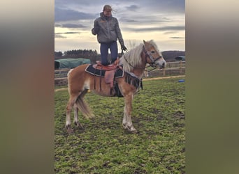 Haflinger, Yegua, 6 años, 155 cm, Alazán