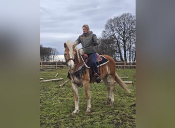 Haflinger, Yegua, 6 años, 155 cm, Alazán