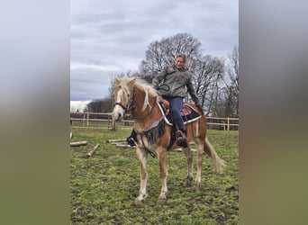 Haflinger, Yegua, 6 años, 155 cm, Alazán