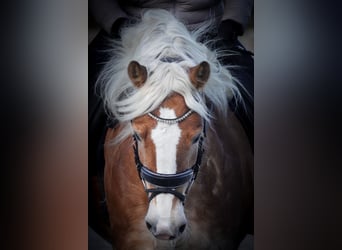 Haflinger, Yegua, 6 años, 155 cm