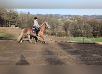 Haflinger, Yegua, 6 años, 157 cm, Alazán rojizo