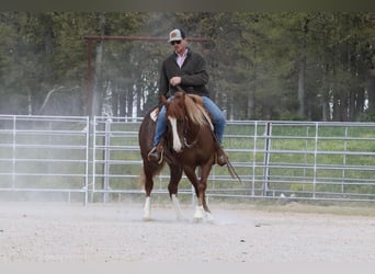 Haflinger Mestizo, Yegua, 6 años, Alazán rojizo