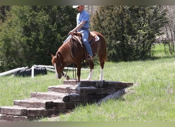 Haflinger Mestizo, Yegua, 6 años, Alazán rojizo