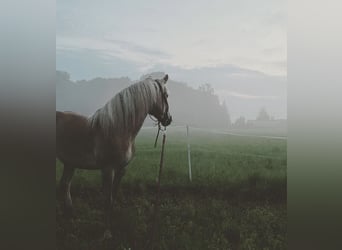 Haflinger, Yegua, 7 años, 140 cm, Alazán