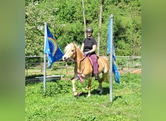 Haflinger, Yegua, 7 años, 145 cm, Alazán