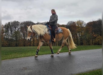 Haflinger, Yegua, 7 años, 145 cm, Alazán