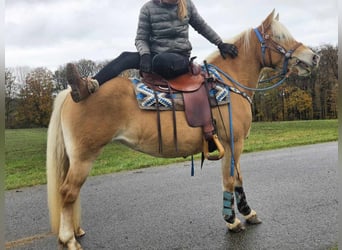 Haflinger, Yegua, 7 años, 145 cm, Alazán