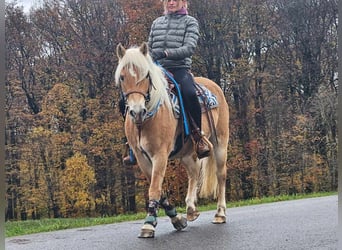 Haflinger, Yegua, 7 años, 145 cm, Alazán