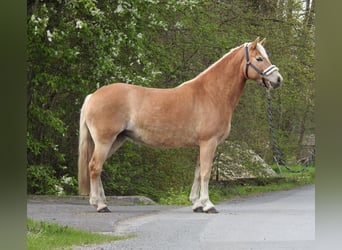 Haflinger, Yegua, 7 años, 145 cm, Castaño