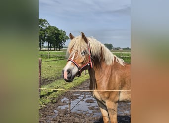 Haflinger, Yegua, 7 años, 147 cm, Alazán