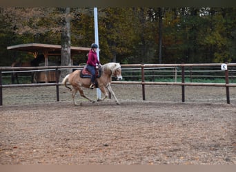Haflinger, Yegua, 7 años, 147 cm, Alazán