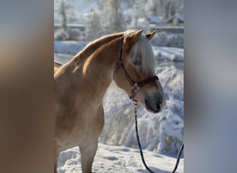 Haflinger, Yegua, 7 años, 148 cm, Alazán