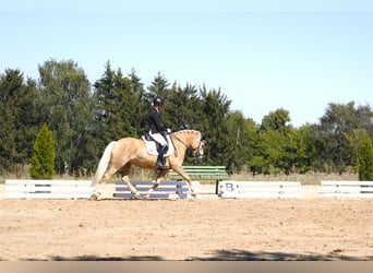 Haflinger, Yegua, 7 años, 148 cm