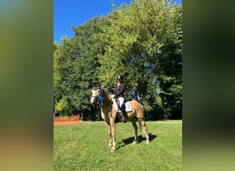 Haflinger, Yegua, 7 años, 148 cm