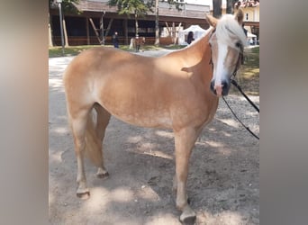 Haflinger, Yegua, 7 años, 150 cm, Alazán