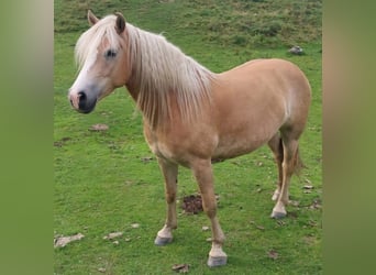 Haflinger, Yegua, 7 años, 150 cm, Alazán