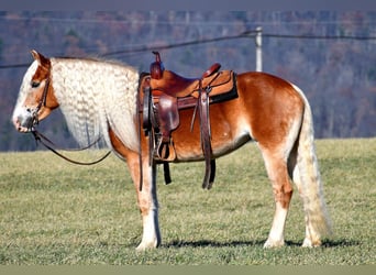 Haflinger, Yegua, 7 años, 150 cm, Palomino