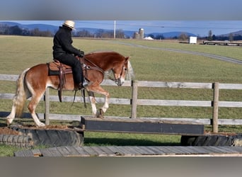 Haflinger, Yegua, 7 años, 150 cm, Palomino