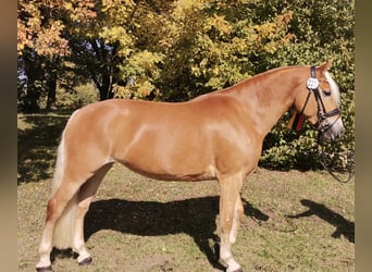 Haflinger, Yegua, 7 años, 152 cm, Alazán