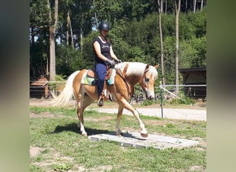 Haflinger, Yegua, 7 años, 152 cm, Alazán