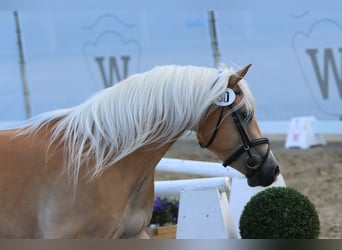 Haflinger, Yegua, 7 años, 153 cm, Alazán