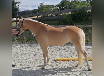 Haflinger, Yegua, 7 años, 153 cm, Alazán