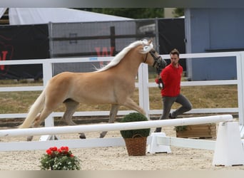 Haflinger, Yegua, 7 años, 153 cm, Alazán