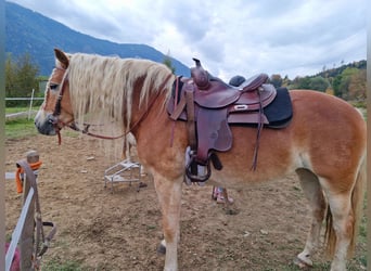 Haflinger, Yegua, 7 años, 153 cm, Alazán