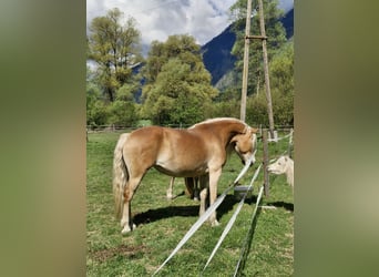 Haflinger, Yegua, 7 años, 153 cm, Alazán