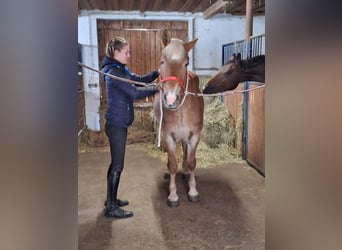 Haflinger, Yegua, 7 años, 155 cm, Alazán