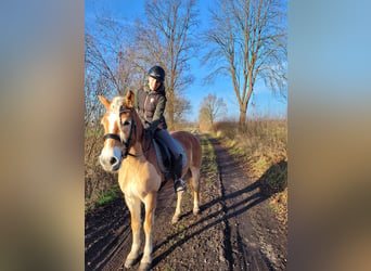Haflinger, Yegua, 7 años, 156 cm, Alazán