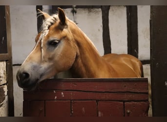 Haflinger, Yegua, 7 años, 156 cm, Alazán