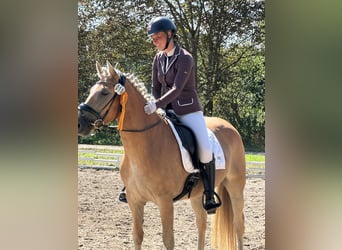 Haflinger, Yegua, 7 años