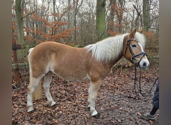 Haflinger, Yegua, 7 años