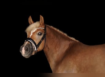 Haflinger, Yegua, 8 años, 142 cm