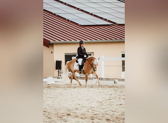 Haflinger, Yegua, 8 años, 142 cm