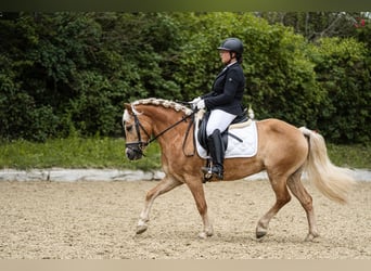Haflinger, Yegua, 8 años, 145 cm
