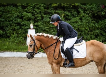 Haflinger, Yegua, 8 años, 145 cm