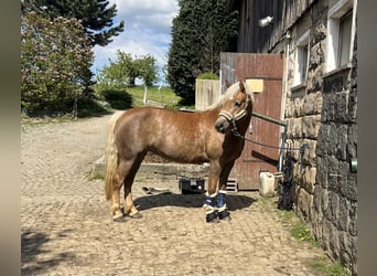 Haflinger, Yegua, 8 años, 146 cm, Alazán