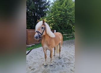 Haflinger, Yegua, 8 años, 146 cm, Alazán