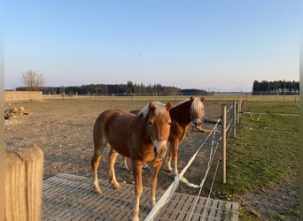 Haflinger, Yegua, 8 años, 146 cm, Alazán