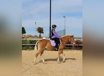 Haflinger, Yegua, 8 años, 146 cm, Alazán