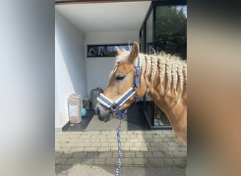 Haflinger, Yegua, 8 años, 147 cm, Alazán