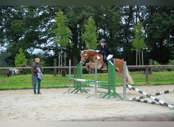 Haflinger, Yegua, 8 años, 148 cm, Alazán