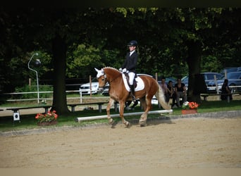 Haflinger, Yegua, 8 años, 148 cm, Alazán