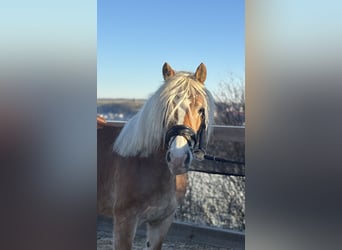 Haflinger, Yegua, 8 años, 148 cm, Alazán